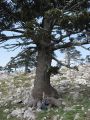 pino loricato gigante(serra delle ciavole il cimitero dei pachidermi).jpg
